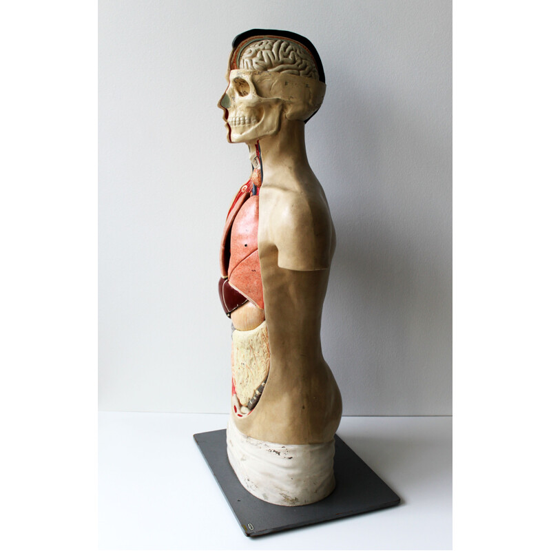 ZAPION Modelli di Busto e Scheletro Anatomico, Mini Modello di