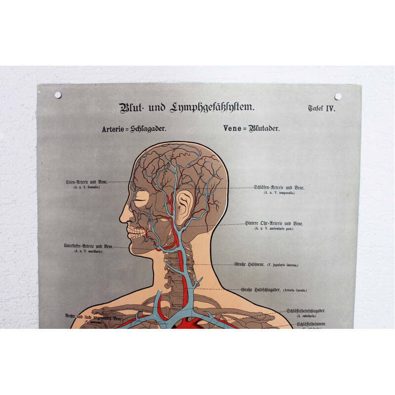 Vintage Anatomie Poster "Schreibers Anatomische Wandtafeln"