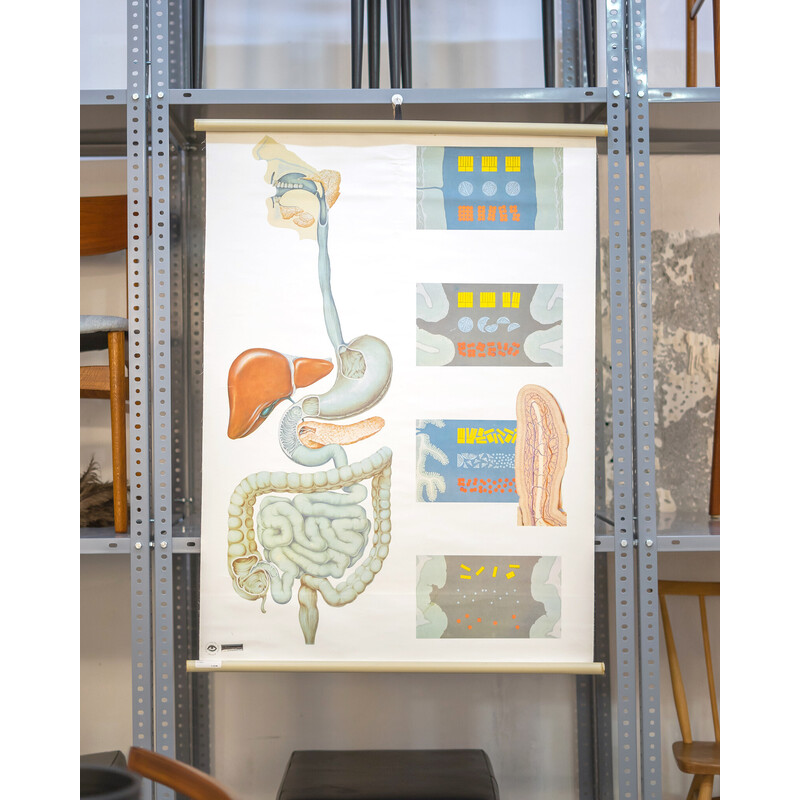 Cuadro de época "Cartel anatómico" del Deutsches Hygiene Museum de Dresde, Alemania